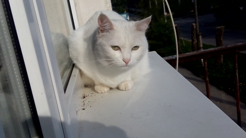 Поговорим о кошках39