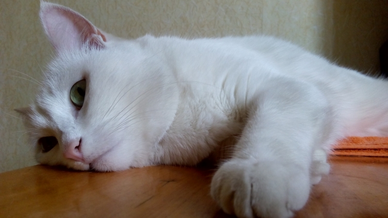 Поговорим о кошках39