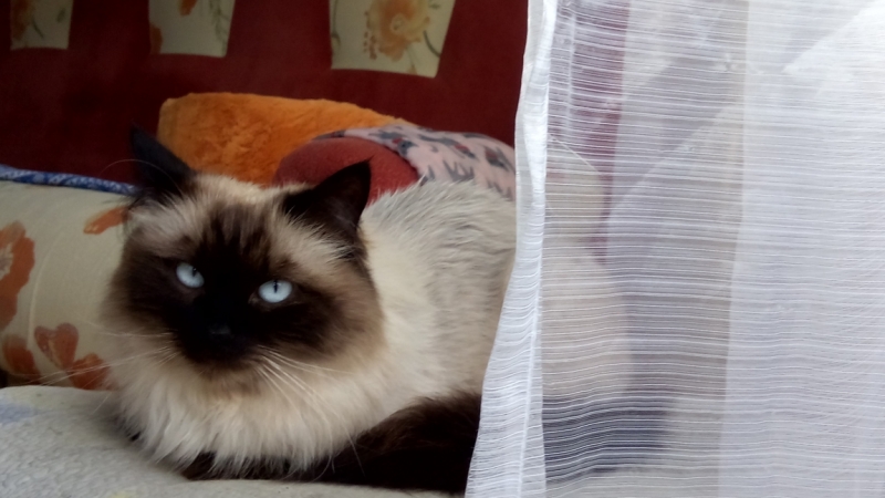 Поговорим о кошках39