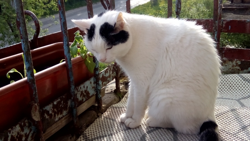 Поговорим о кошках39