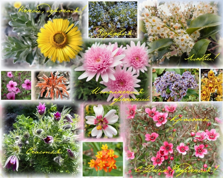 Поздравление Ненси