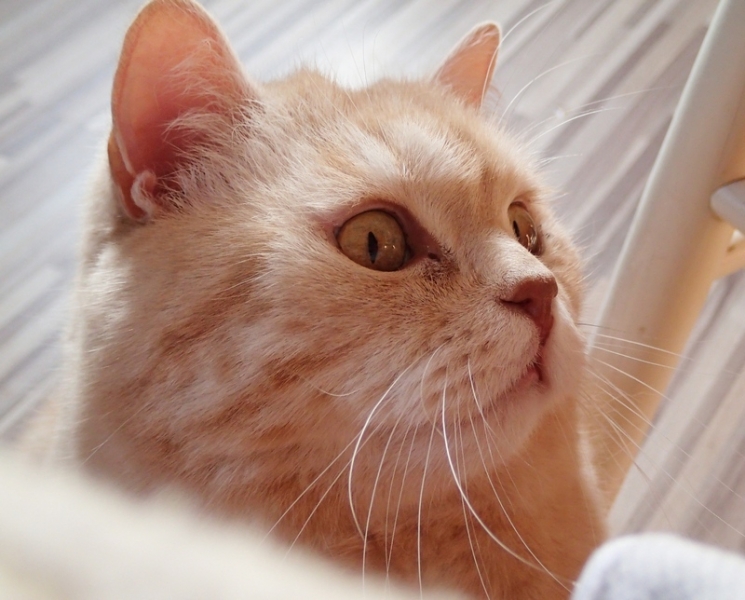 Поговорим о кошках39