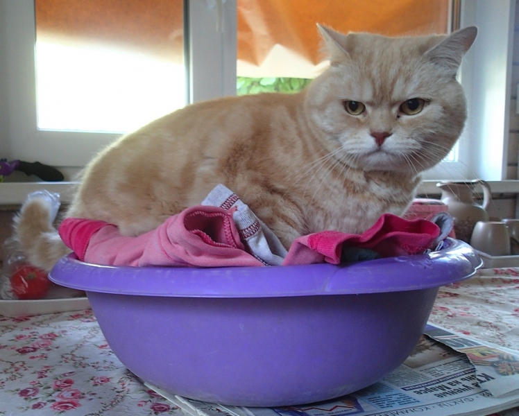 Поговорим о кошках39