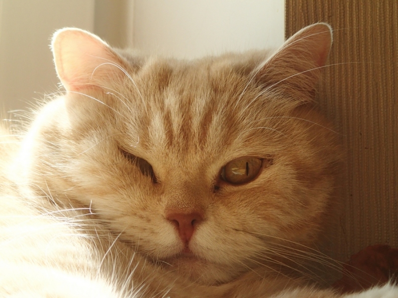 Поговорим о кошках39