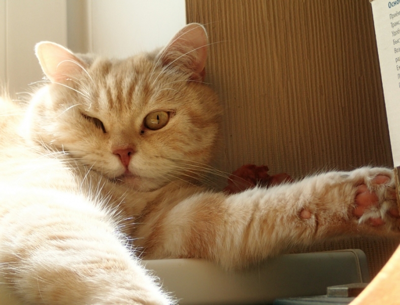 Поговорим о кошках39