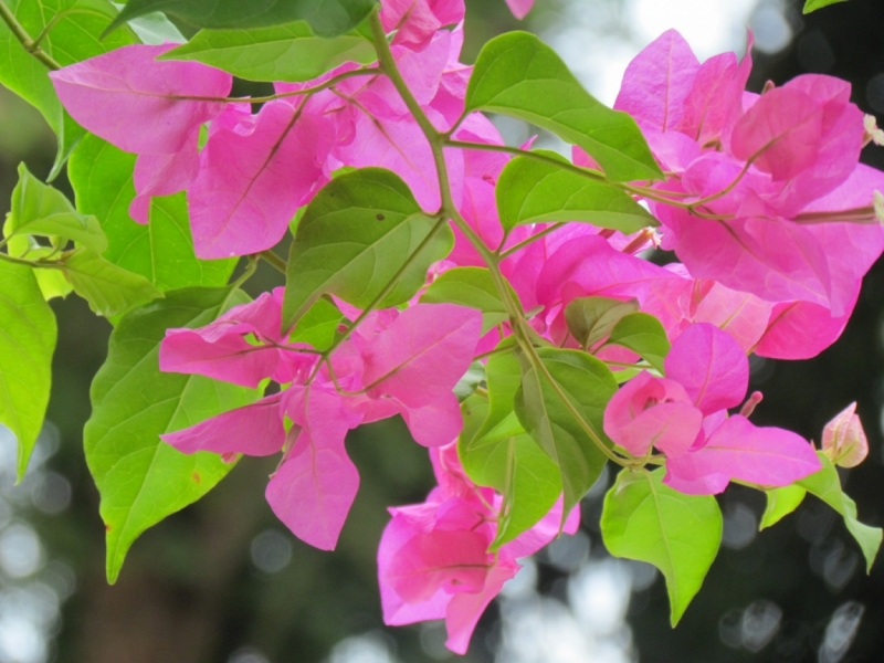 Мой первый Тай или верните меня обратно и навсегда!