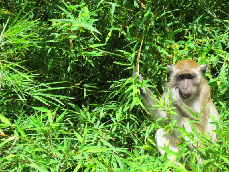 Мой первый Тай или верните меня обратно и навсегда!