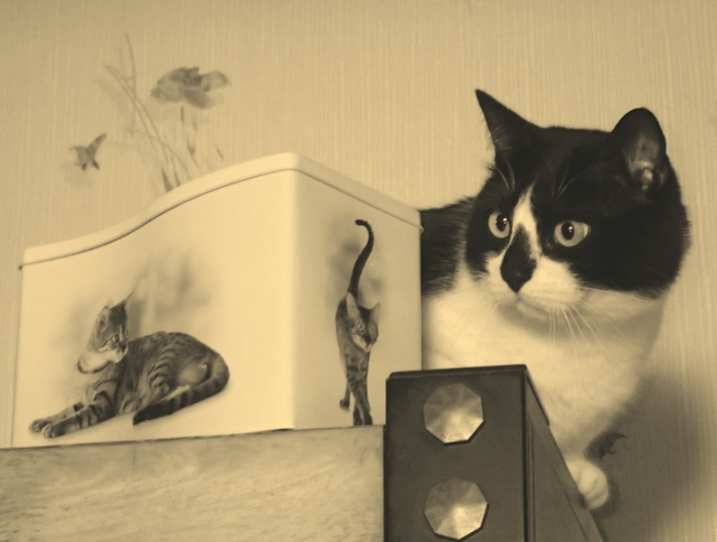 Поговорим о кошках39