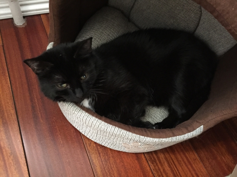 Поговорим о кошках39