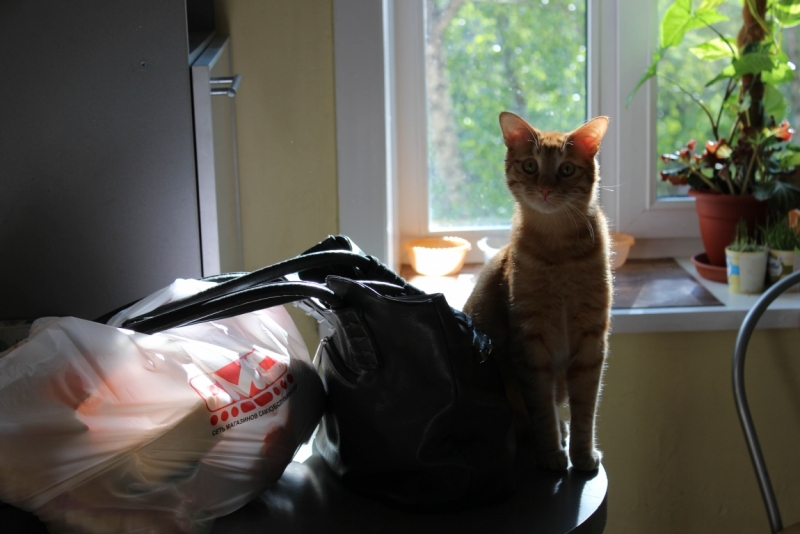 Поговорим о кошках39