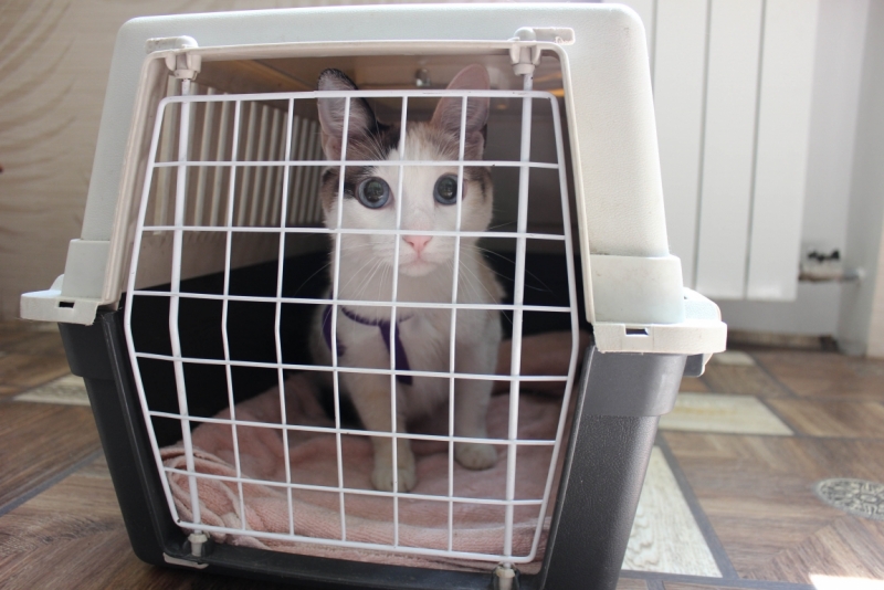 Поговорим о кошках39