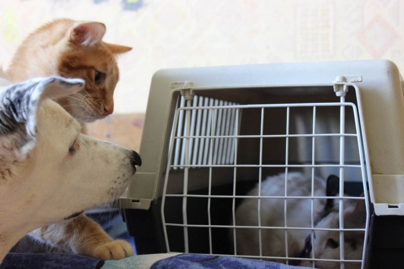 Поговорим о кошках39