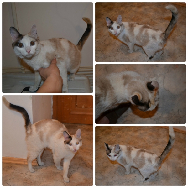 Поговорим о кошках39