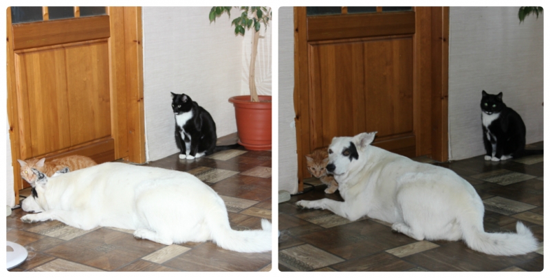 Поговорим о кошках39