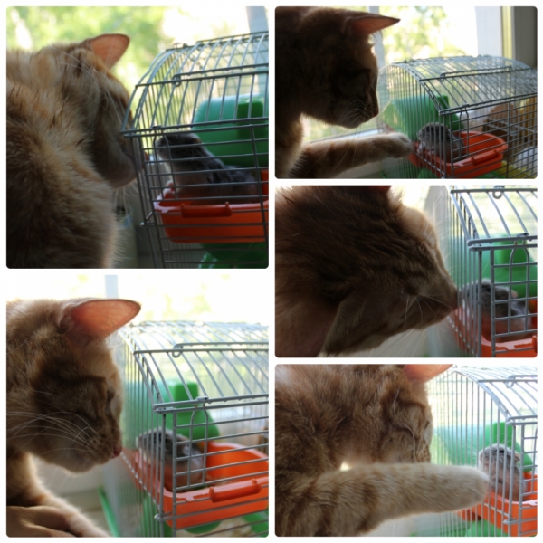 Поговорим о кошках39