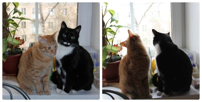 Поговорим о кошках39