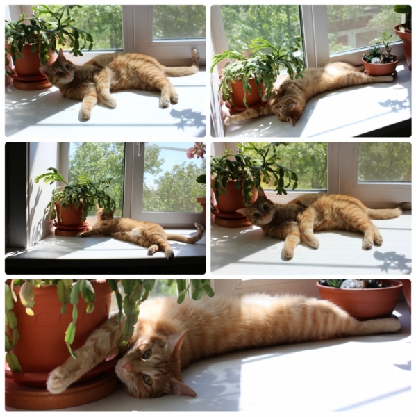 Поговорим о кошках39