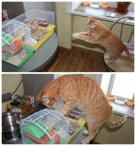 Поговорим о кошках39