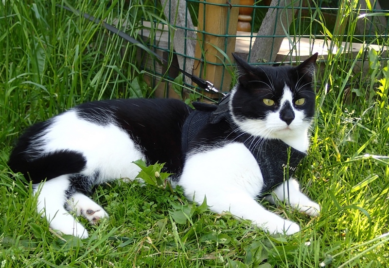 Поговорим о кошках39