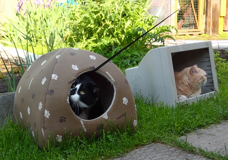 Поговорим о кошках39