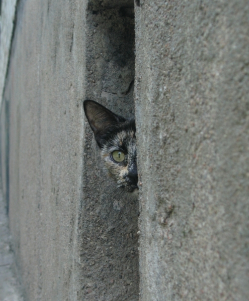 Поговорим о кошках39