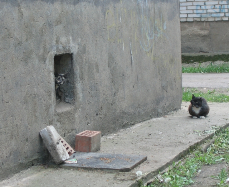 Поговорим о кошках39