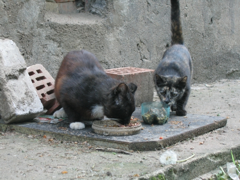 Поговорим о кошках39