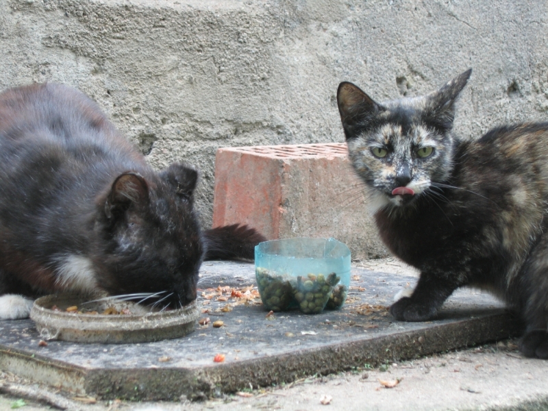 Поговорим о кошках39