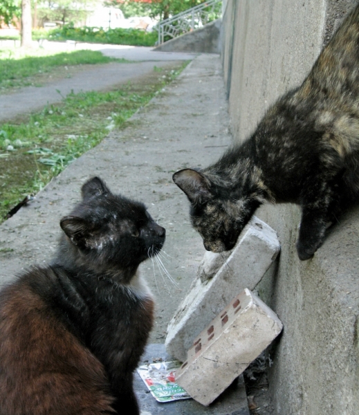 Поговорим о кошках39