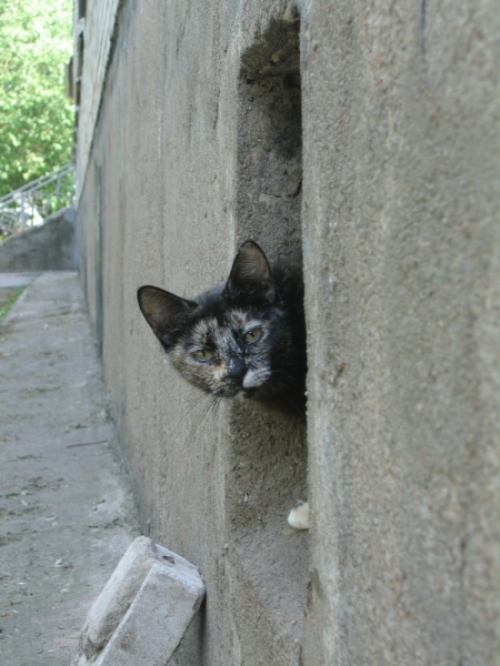 Поговорим о кошках39