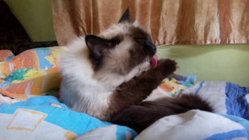 Поговорим о кошках39