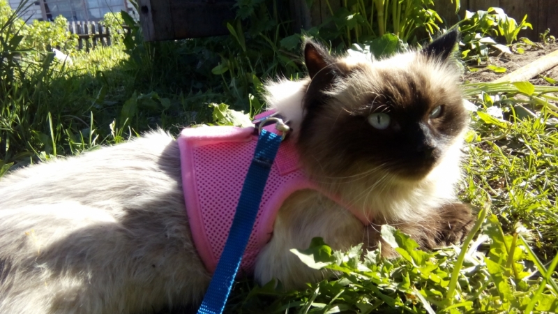 Поговорим о кошках39