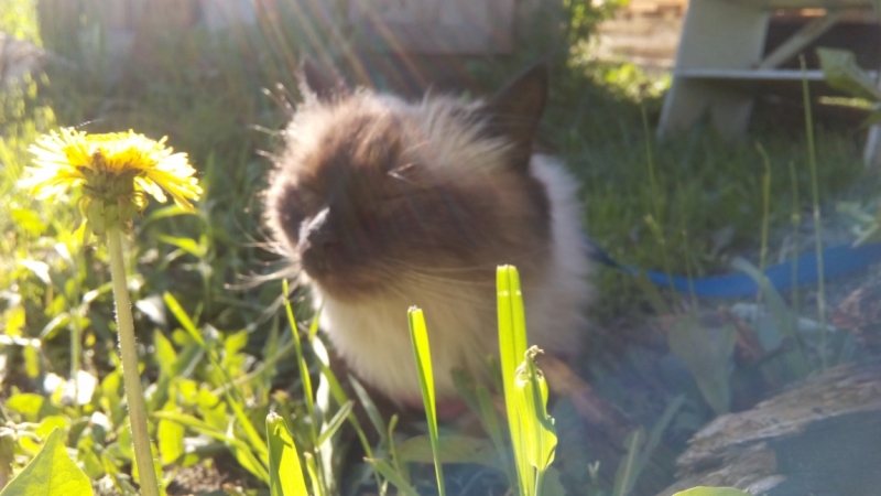 Поговорим о кошках39