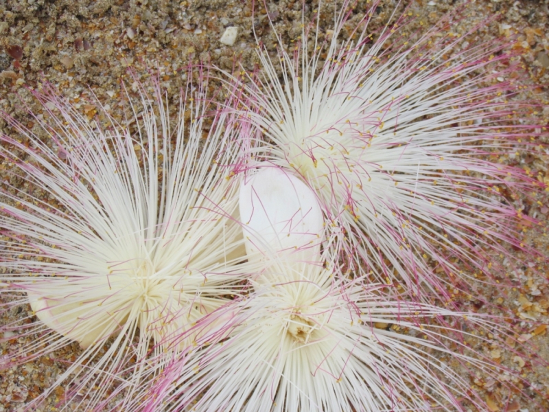 Мой первый Тай или верните меня обратно и навсегда!