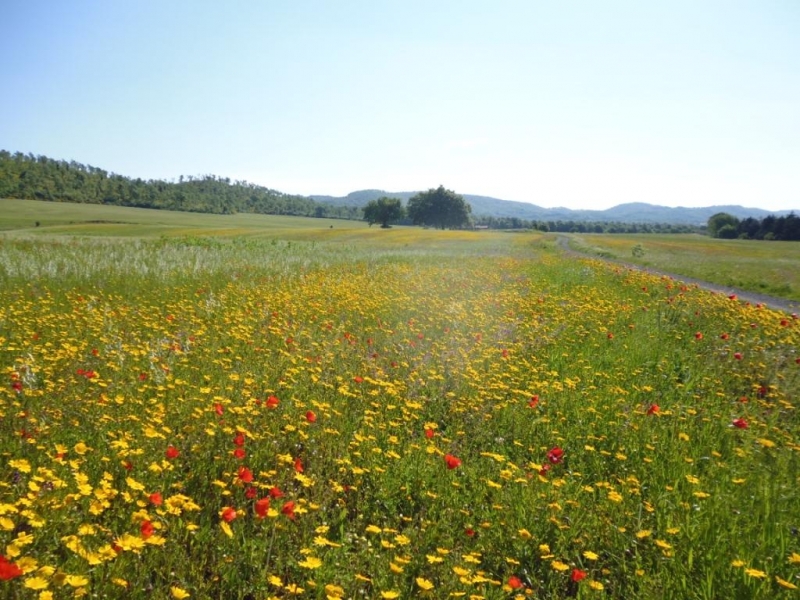 Via Francigena или все дороги ведут в Рим...