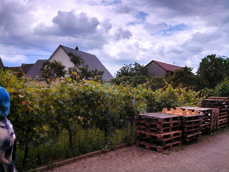 Эльзас глазами жителя