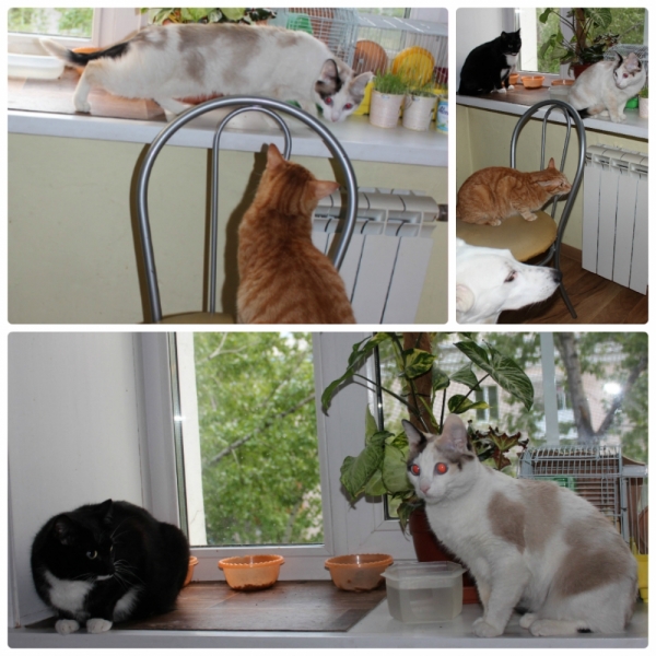 Поговорим о кошках39