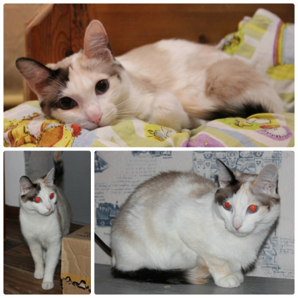 Поговорим о кошках39