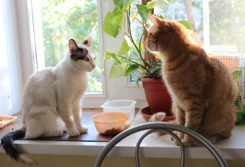 Поговорим о кошках39