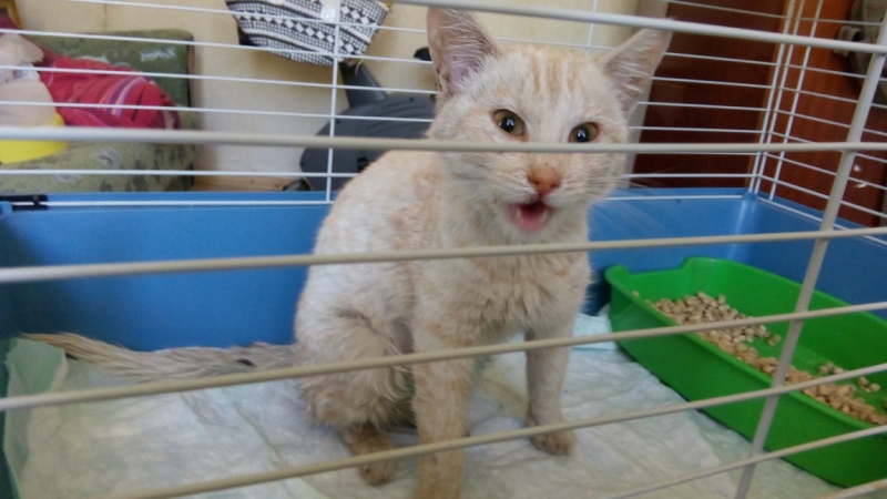 Поговорим о кошках39