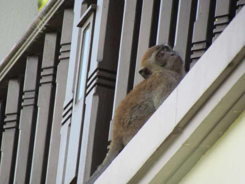 Мой первый Тай или верните меня обратно и навсегда!