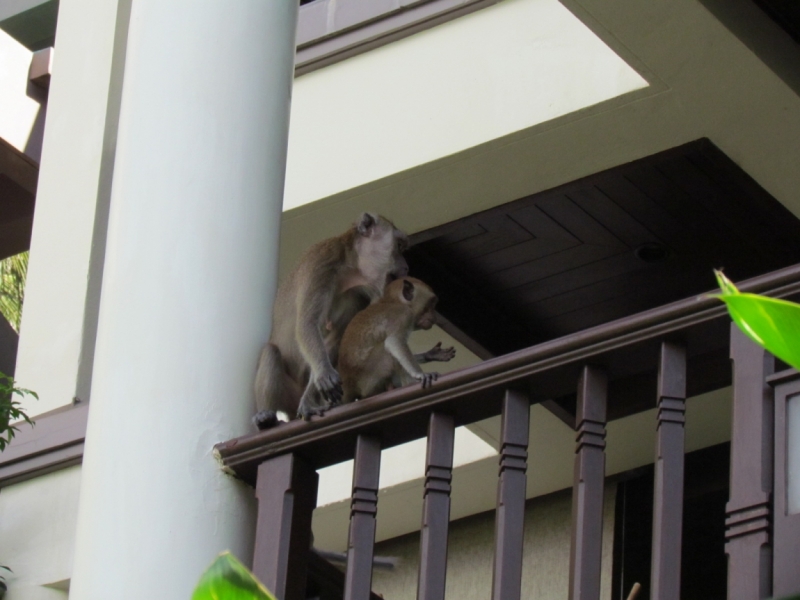 Мой первый Тай или верните меня обратно и навсегда!