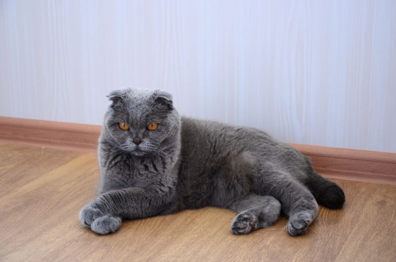 Поговорим о кошках39