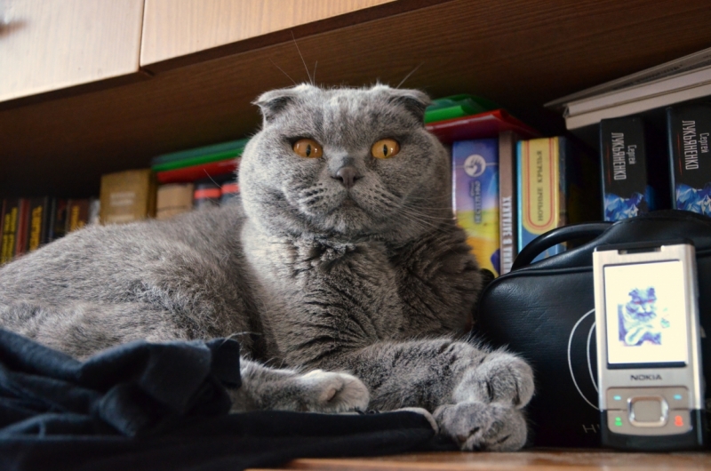 Поговорим о кошках39