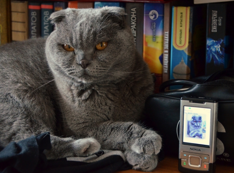 Поговорим о кошках39