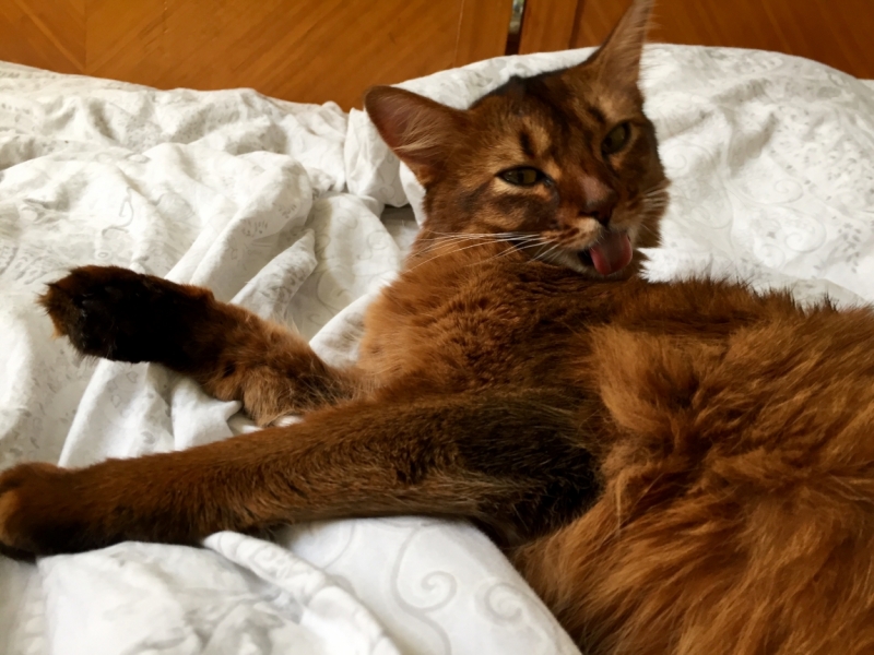 Поговорим о кошках39