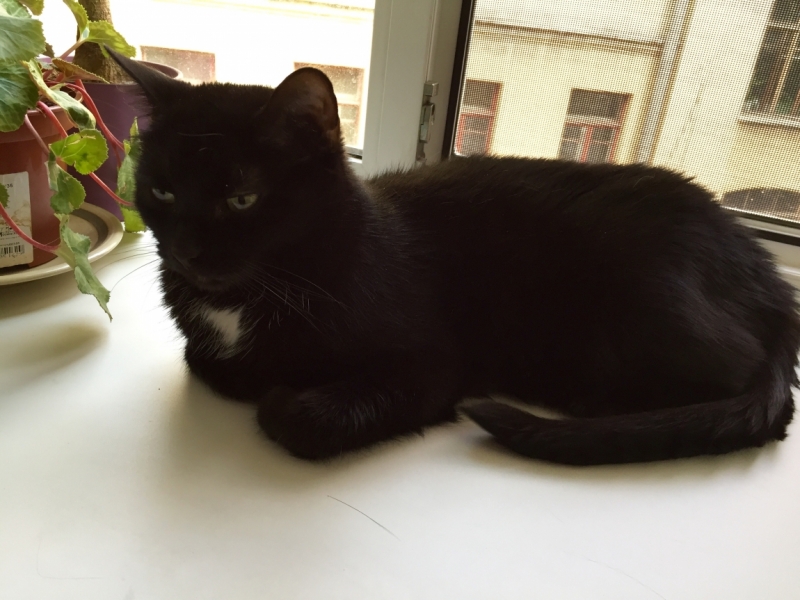 Поговорим о кошках39