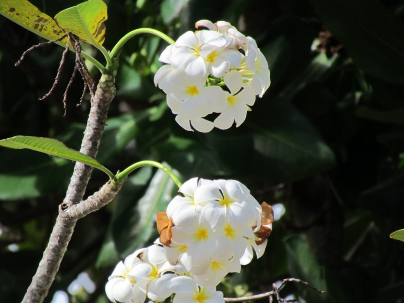 Мой первый Тай или верните меня обратно и навсегда!