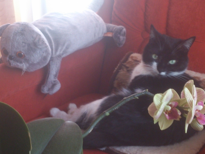 Поговорим о кошках40