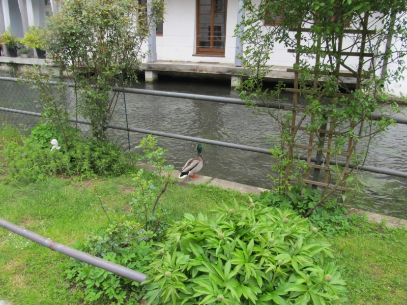 Чудесный Альгой и вокруг. Май 2016.Мемминген, Ульм, Ландсберг-на-Лехе , Кемптен, Линдау